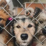 В Госдуму внесли проект вычета за кошек и собак из приюта